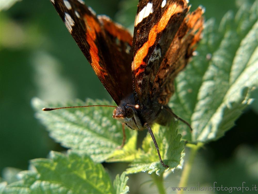 Montevecchia (Lecco) - Farfalla Vanessa atalanta